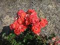 Drift Rose Series / Rosa 